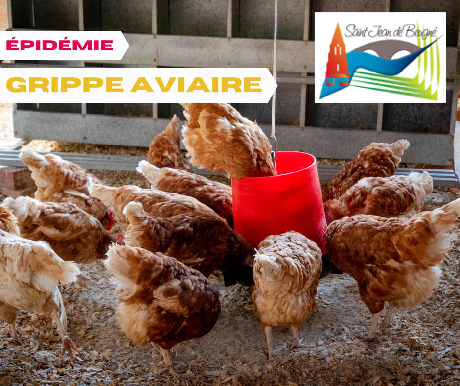 EPIDEMIE GRIPPE AVIAIRE