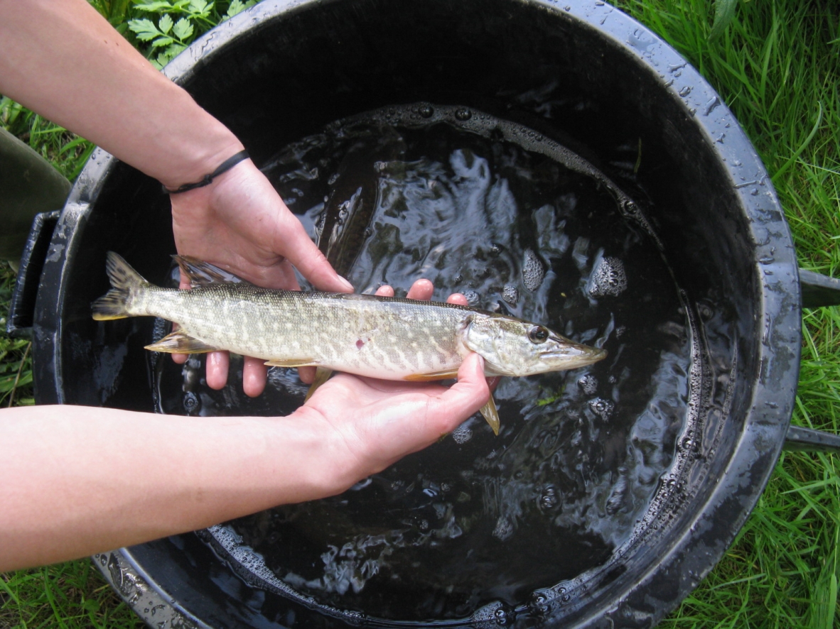 Société de pêche "Le Brochet Beugnolais"