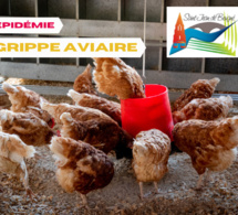 EPIDEMIE GRIPPE AVIAIRE