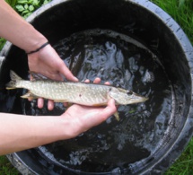 Société de pêche "Le Brochet Beugnolais"